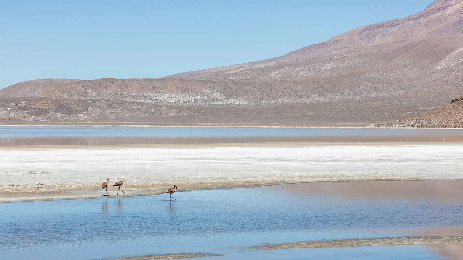 Flamencos en la Laguna de Salinas, en Arequipa, con montañas al fondo