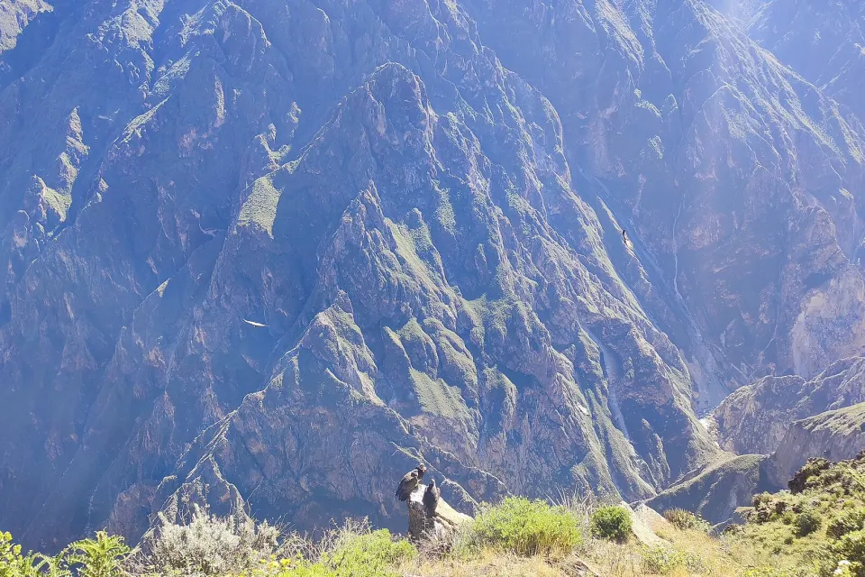 Dois condores pousados na borda do Cânion do Colca e outros planando sobre as encostas pela manhã