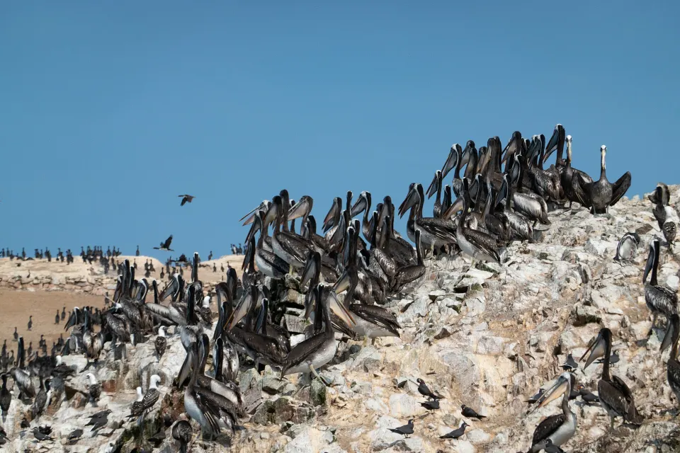 Cientos de aves guaneras sobre una de las Islas Ballestas