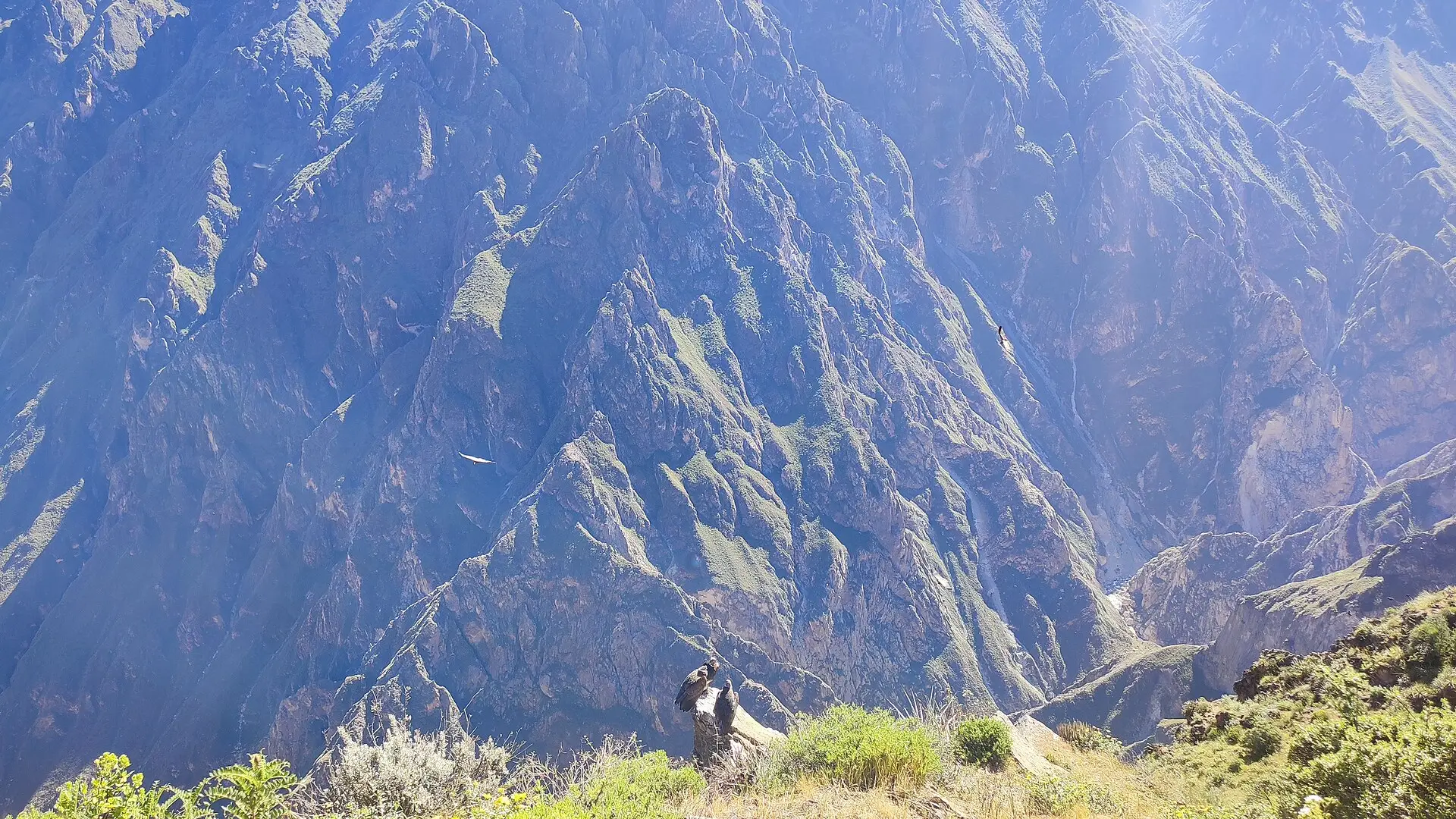 Dois condores pousados na borda do Cânion do Colca e outros planando sobre as encostas pela manhã